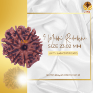 9 Mukhi Rudraksha  Size 23.02 mm (Certified)