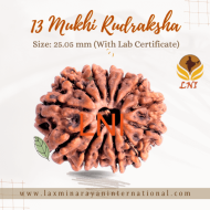 13 Mukhi Rudraksha Size: 25.05 mm (With Lab Certificate)