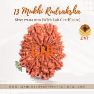 13 Mukhi Rudraksha Size: 29.84 mm (With Lab Certificate)