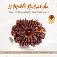 13 Mukhi Rudraksha Size: 26.47 mm (With Lab Certificate)