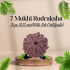 7 Mukhi Rudraksha Size 15.17 mm (With Lab Certificate)