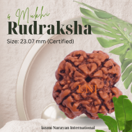 4 Mukhi Rudraksha Size: 23.07 mm (Certified)
