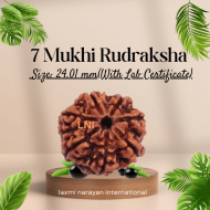 7 Mukhi Rudraksha Size 24.01 mm (Certified) (4.818gms)