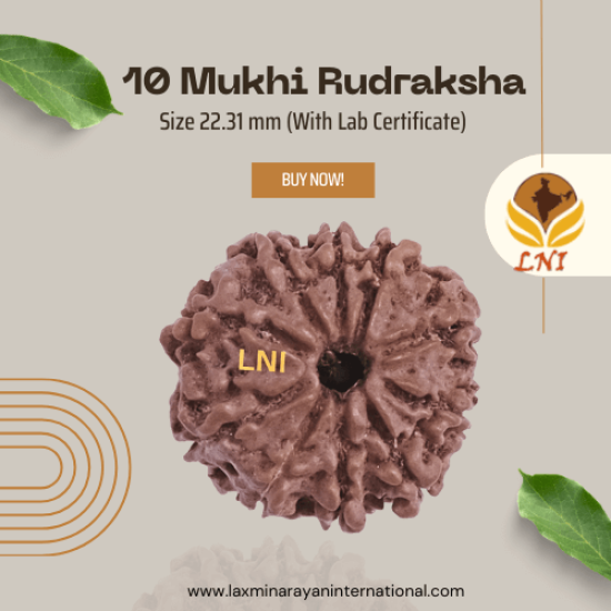 10 Mukhi Rudraksha Size 22.31 mm (With Lab Certificate)