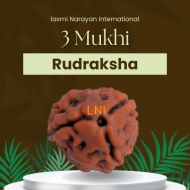 3 Mukhi Rudraksha Size 15-18mm (With Lab Certificate)