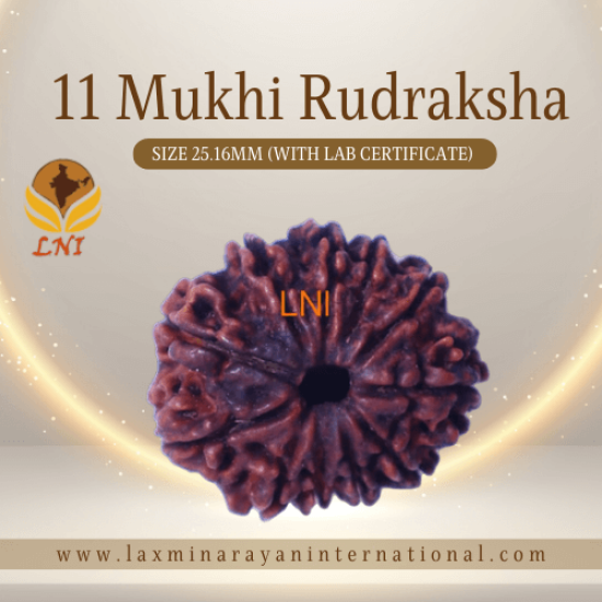 11 Mukhi Rudraksha Size: 25.16 mm (With Lab Certificate)