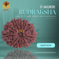 11 Mukhi Rudraksha Size: 29.25 mm (With Lab Certificate)