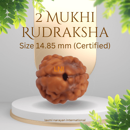 Energized Natural 2 Mukhi Rudraksha Bracelet – Zowawi