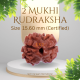 2 Mukhi Rudraksha Size 15.60 mm (Certified)