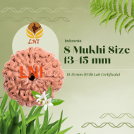 8 Mukhi Rudraksha Size 13-15 mm (With Lab Certificate)