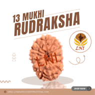13 Mukhi Indonesian Rudraksha Size 9-11 mm (Certified)