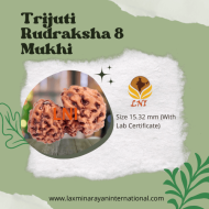 Trijuti Rudraksha 8 Mukhi Size 15.32 mm (Certified)