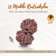 13 Mukhi Gauri Shankar Rudraksha Size: 28.75 mm (Certified)