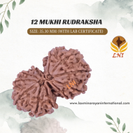 12 Mukhi  Gauri Shankar Rudraksha Size 35.30 mm (Certified)