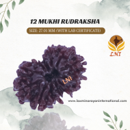 12 Mukhi  Gauri Shankar Rudraksha Size 27.01mm (Certified)
