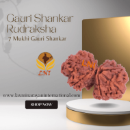 7 Mukhi Gauri Shankar Rudraksha Size 30.10 mm (Certified)