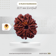 8 Mukhi Rudraksha Size 22.77 mm (Certified)