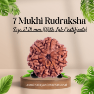 7 Mukhi Rudraksha Size: 21.18 mm (With Lab Certificate)