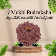 7 Mukhi Rudraksha Size: 22.60 mm (With Lab Certificate)