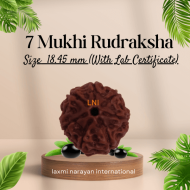 7 Mukhi Rudraksha Size: 18.45 mm (With Lab Certificate)