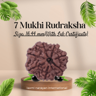 7 Mukhi Rudraksha Size: 16.44 mm (With Lab Certificate)