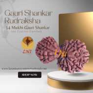 14 Mukhi Gauri shankar Rudraksha Size 33.60 mm (Certified)