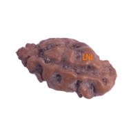 Certified 1 Mukhi Indonesian Rudraksha -10.23mm