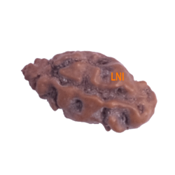 Certified 1 Mukhi Indonesian Rudraksha -10.23mm