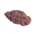 Certified 1 Mukhi Indonesian Rudraksha -10.23mm