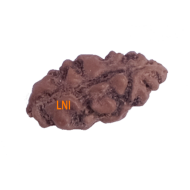 Certified 1 Mukhi Indonesian Rudraksha -10.70mm