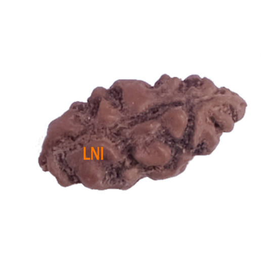 Certified 1 Mukhi Indonesian Rudraksha -10.70mm