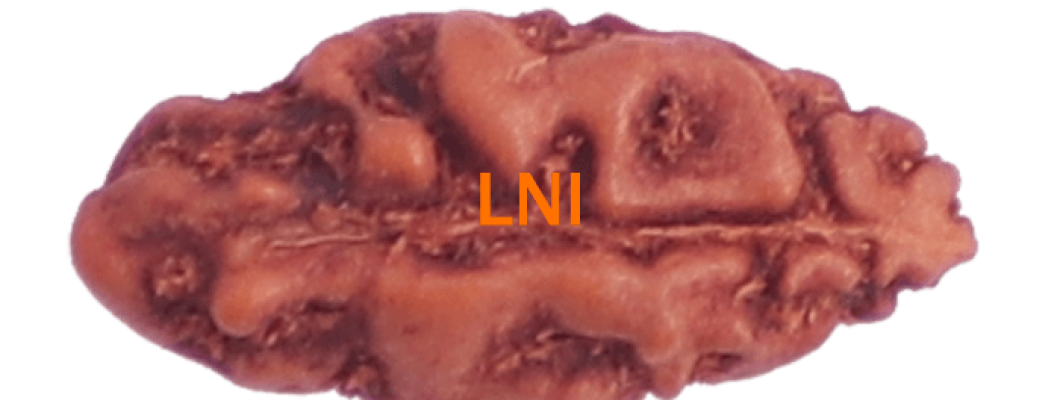 How to identify the genuine rudraksha