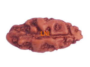 How to identify the genuine rudraksha