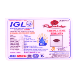 Certified Indonesian 1 Mukhi Rudraksha (11.32mm)