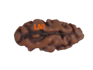 How to identify the genuine rudraksha