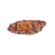 Certified Indonesian 1 Mukhi Rudraksha (16.69mm)