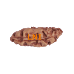 Certified Indonesian 1 Mukhi Rudraksha (16.69mm)