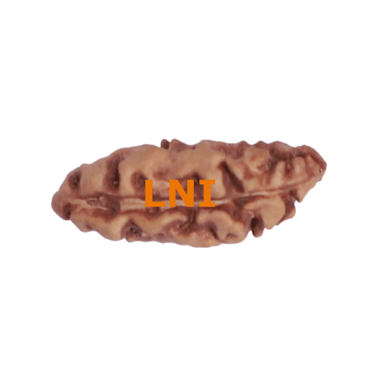 Certified Indonesian 1 Mukhi Rudraksha (10.01mm) image