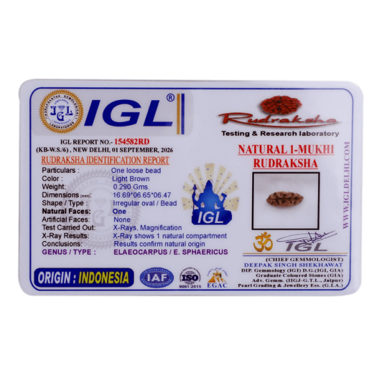 Certified Indonesian 1 Mukhi Rudraksha (10.01mm) image