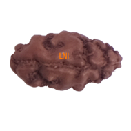 Certified 1 Mukhi Indonesian Rudraksha - 9.85mm