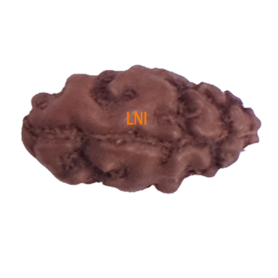 Certified 1 Mukhi Indonesian Rudraksha - 9.85mm