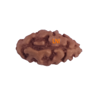 Certified 1 Mukhi Indonesian Rudraksha - 9.94mm