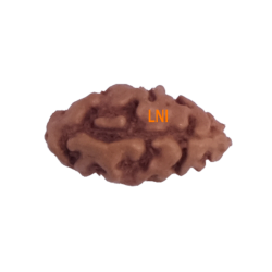 Certified 1 Mukhi Indonesian Rudraksha - 9.94mm