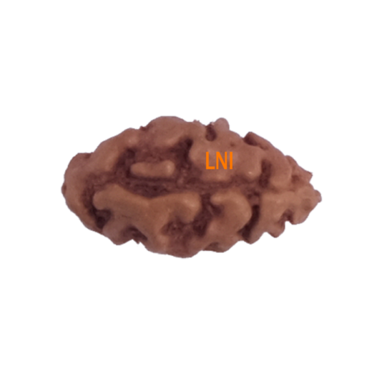 Certified 1 Mukhi Indonesian Rudraksha - 9.94mm