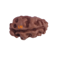 Certified 1 Mukhi Indonesian Rudraksha -9.96 mm