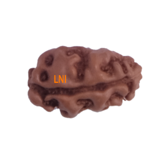 Certified 1 Mukhi Indonesian Rudraksha -9.96 mm