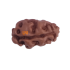 Certified 1 Mukhi Indonesian Rudraksha -9.96 mm