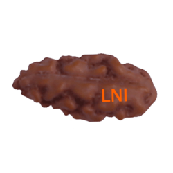 Certified 1 Mukhi Indonesian Rudraksha -10.04mm