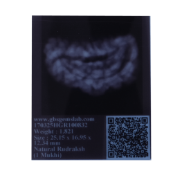 1 Mukhi Kaju Rudraksha Size 25.15 mm  (Certified)