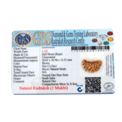 1 Mukhi Kaju Rudraksha Size 26.65mm  (Certified)